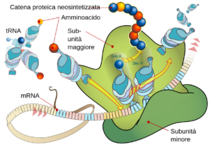 Un ribosoma produce una proteina utilizzando un mRNA come templato.