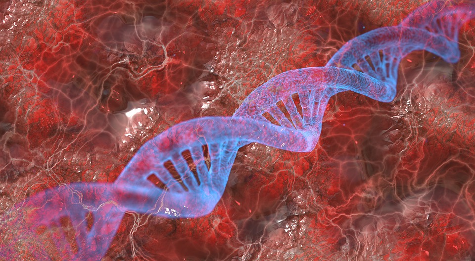 Il cromosoma Y sta lentamente scomparendo. Un nuovo gene sessuale potrebbe essere il futuro degli uomini?