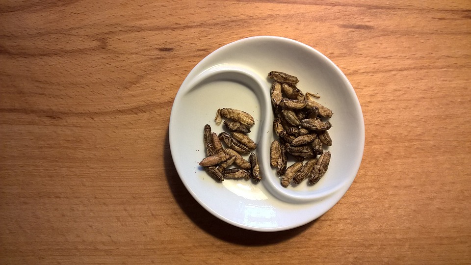 Mangiare insetti fa bene?